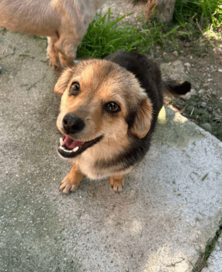 2025 05 05 19 00 31 zauberpfote lotte ❤️ auf herzensmission in rheinland pfalz wackernheim misch