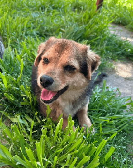 2025 05 05 19 00 34 zauberpfote lotte ❤️ auf herzensmission in rheinland pfalz wackernheim misch