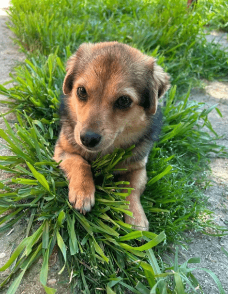 2025 05 05 19 00 38 zauberpfote lotte ❤️ auf herzensmission in rheinland pfalz wackernheim misch