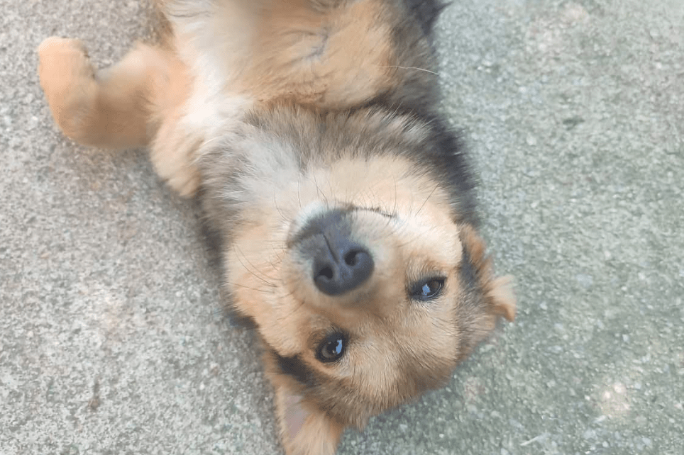 2025 05 05 19 00 41 zauberpfote lotte ❤️ auf herzensmission in rheinland pfalz wackernheim misch
