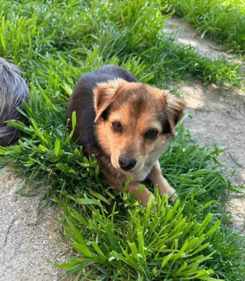 2025 05 05 19 00 46 zauberpfote lotte ❤️ auf herzensmission in rheinland pfalz wackernheim misch