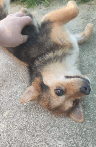 2025 05 05 19 00 52 zauberpfote lotte ❤️ auf herzensmission in rheinland pfalz wackernheim misch