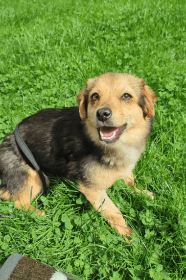 2025 05 05 19 00 58 zauberpfote lotte ❤️ auf herzensmission in rheinland pfalz wackernheim misch