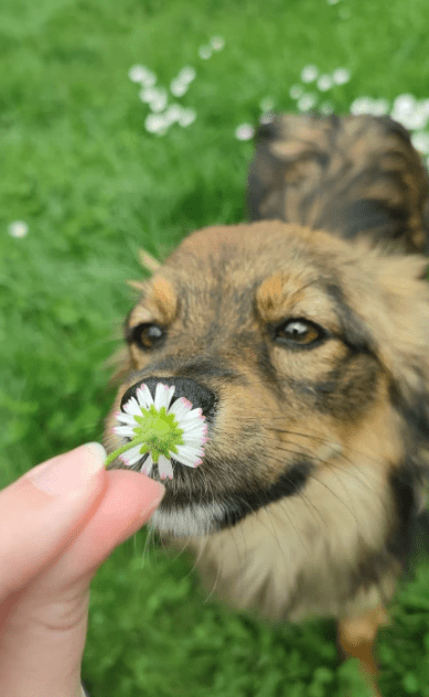 2025 05 05 19 02 33 sonnenschein zelda ❤️ sucht traumzuhause mit ❤️ in rheinland pfalz wackernheim