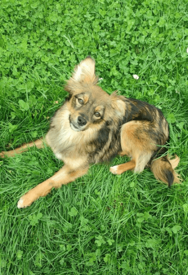 2025 05 05 19 02 53 sonnenschein zelda ❤️ sucht traumzuhause mit ❤️ in rheinland pfalz wackernheim