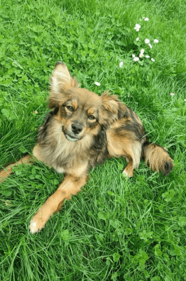 2025 05 05 19 03 07 sonnenschein zelda ❤️ sucht traumzuhause mit ❤️ in rheinland pfalz wackernheim