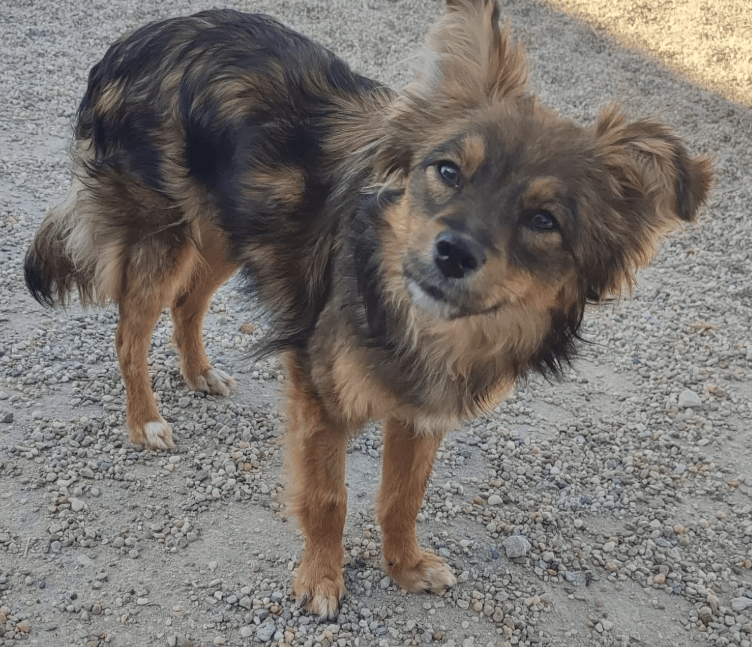 2025 05 05 19 03 19 sonnenschein zelda ❤️ sucht traumzuhause mit ❤️ in rheinland pfalz wackernheim
