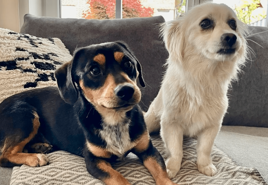 2025 05 05 19 04 38 romeo ❤️ und julia ❤️ unzertrennlich süß in nordrhein westfalen rheda wiedenbr