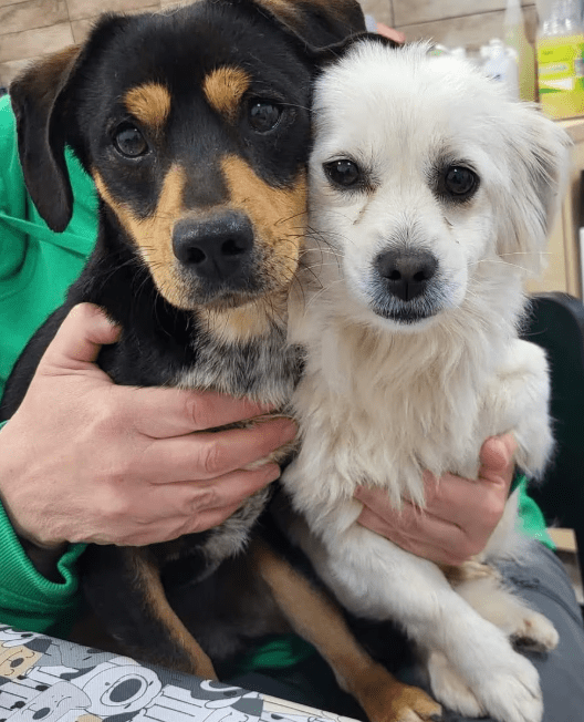 2025 05 05 19 04 43 romeo ❤️ und julia ❤️ unzertrennlich süß in nordrhein westfalen rheda wiedenbr