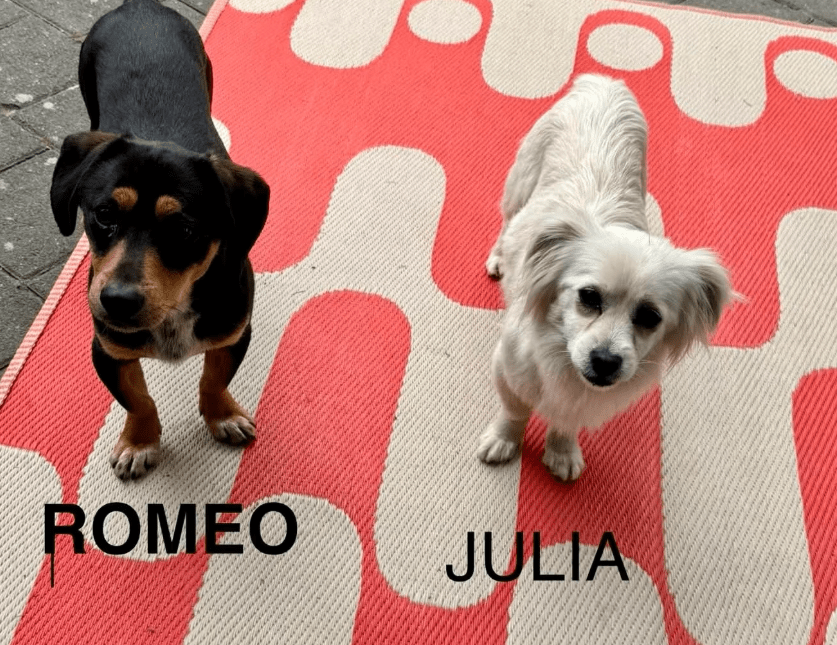 2025 05 05 19 04 48 romeo ❤️ und julia ❤️ unzertrennlich süß in nordrhein westfalen rheda wiedenbr