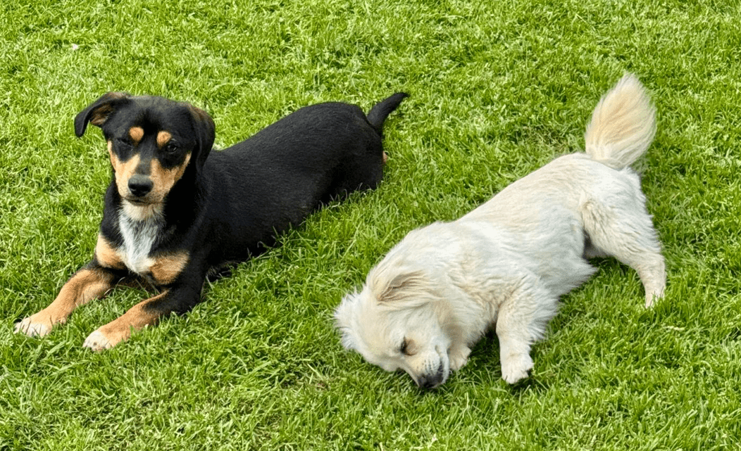 2025 05 05 19 04 52 romeo ❤️ und julia ❤️ unzertrennlich süß in nordrhein westfalen rheda wiedenbr