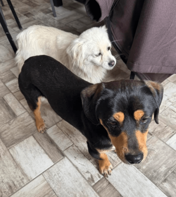 2025 05 05 19 05 00 romeo ❤️ und julia ❤️ unzertrennlich süß in nordrhein westfalen rheda wiedenbr