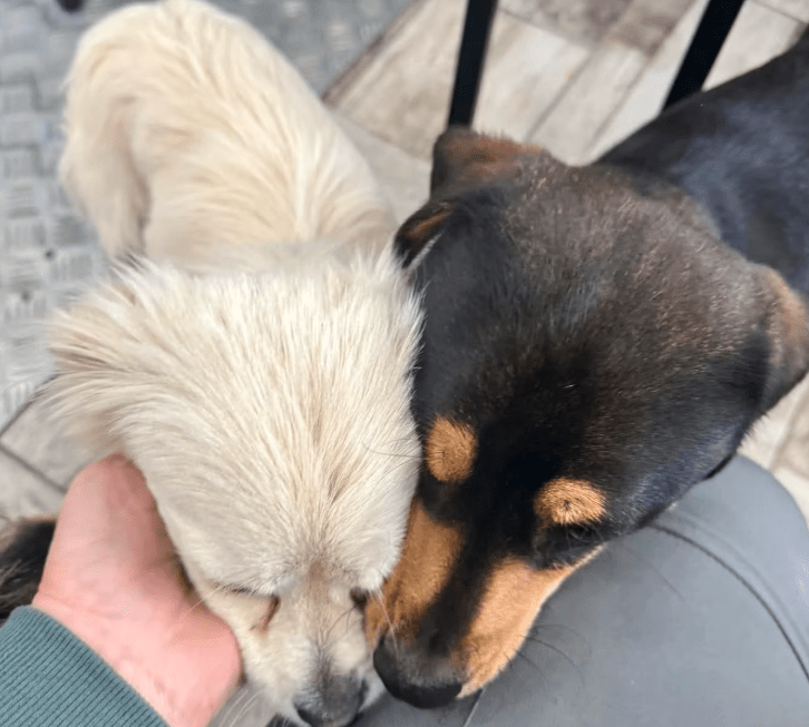 2025 05 05 19 05 03 romeo ❤️ und julia ❤️ unzertrennlich süß in nordrhein westfalen rheda wiedenbr