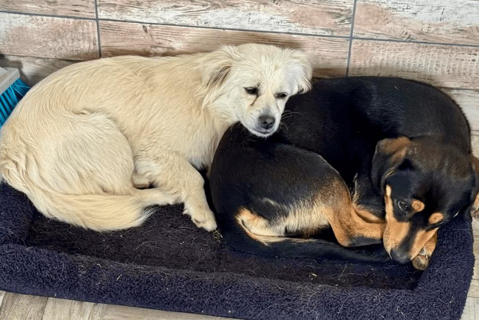 2025 05 05 19 05 08 romeo ❤️ und julia ❤️ unzertrennlich süß in nordrhein westfalen rheda wiedenbr