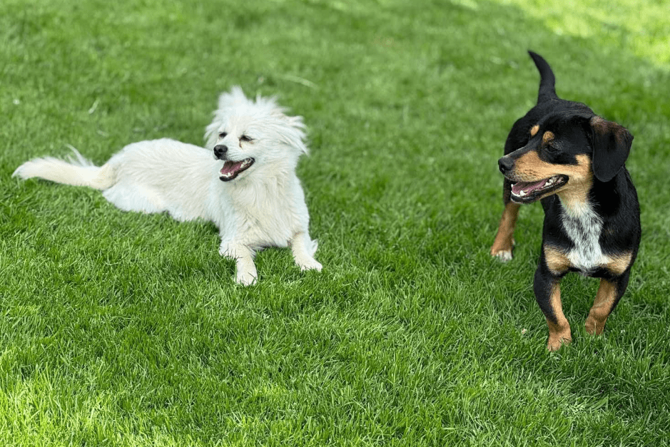 2025 05 05 19 05 12 romeo ❤️ und julia ❤️ unzertrennlich süß in nordrhein westfalen rheda wiedenbr
