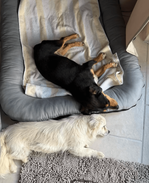 2025 05 05 19 05 18 romeo ❤️ und julia ❤️ unzertrennlich süß in nordrhein westfalen rheda wiedenbr
