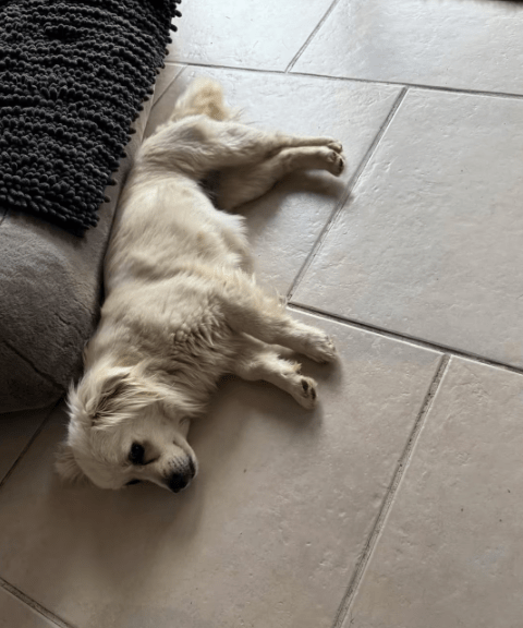 2025 05 05 19 05 22 romeo ❤️ und julia ❤️ unzertrennlich süß in nordrhein westfalen rheda wiedenbr