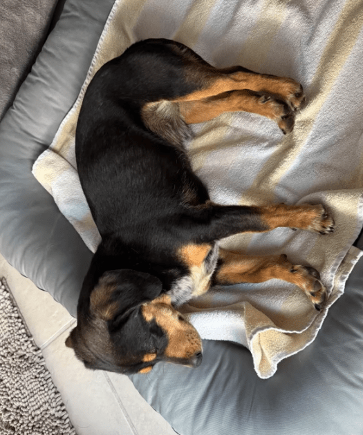 2025 05 05 19 05 28 romeo ❤️ und julia ❤️ unzertrennlich süß in nordrhein westfalen rheda wiedenbr