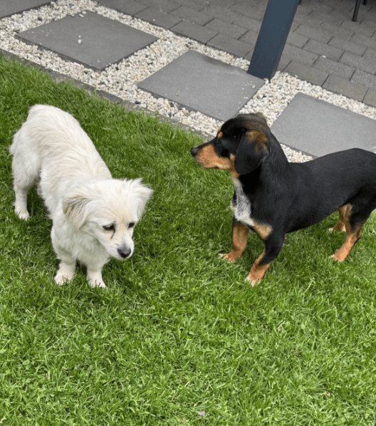2025 05 05 19 05 33 romeo ❤️ und julia ❤️ unzertrennlich süß in nordrhein westfalen rheda wiedenbr