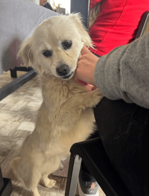 2025 05 05 19 05 41 romeo ❤️ und julia ❤️ unzertrennlich süß in nordrhein westfalen rheda wiedenbr