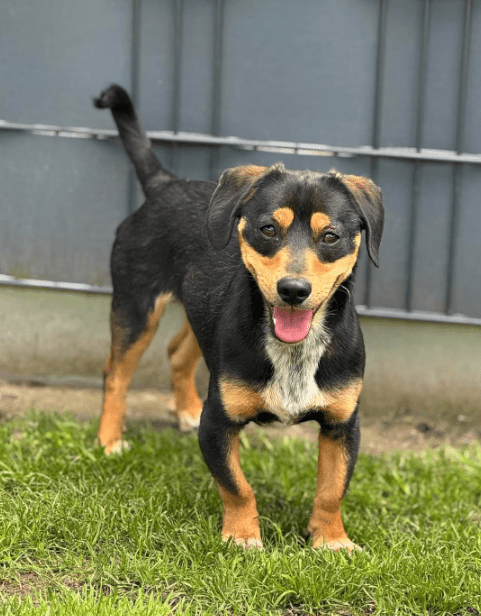 2025 05 05 19 05 45 romeo ❤️ und julia ❤️ unzertrennlich süß in nordrhein westfalen rheda wiedenbr