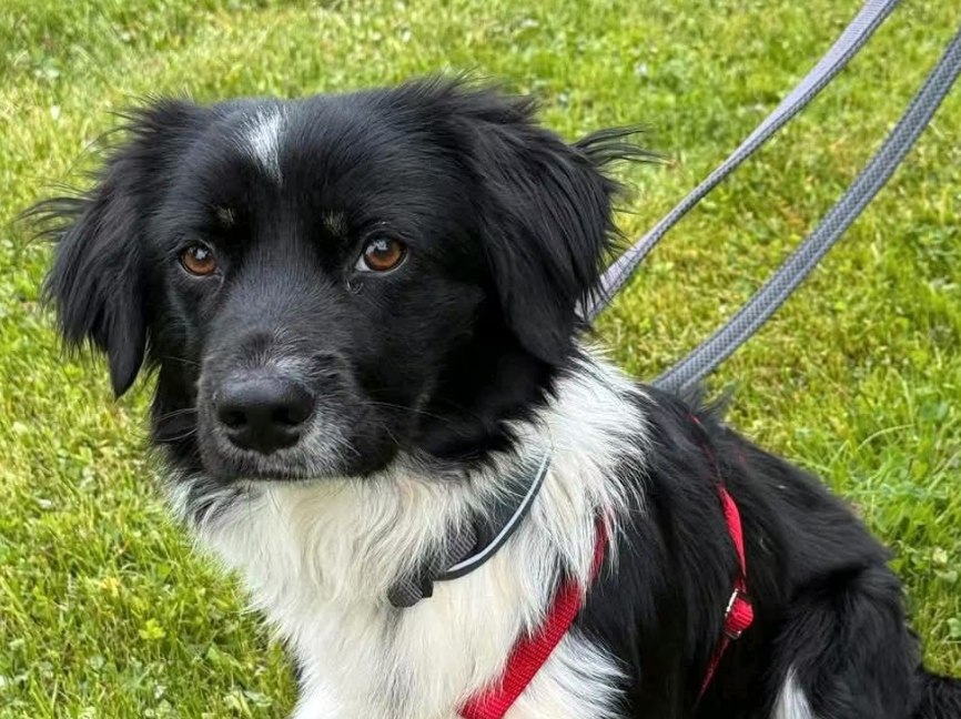 2025 05 16 11 37 58 rohdiamant pepito ❤️ sucht seine menschen! in thüringen pössneck mischlinge