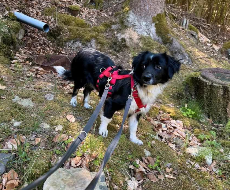 2025 05 16 11 38 02 rohdiamant pepito ❤️ sucht seine menschen! in thüringen pössneck mischlinge