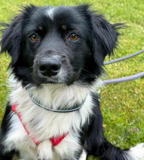 2025 05 16 11 38 06 rohdiamant pepito ❤️ sucht seine menschen! in thüringen pössneck mischlinge