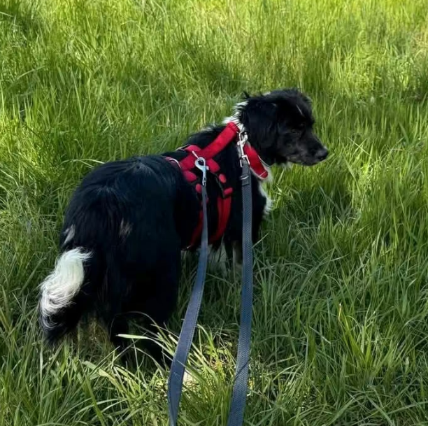 2025 05 16 11 38 12 rohdiamant pepito ❤️ sucht seine menschen! in thüringen pössneck mischlinge