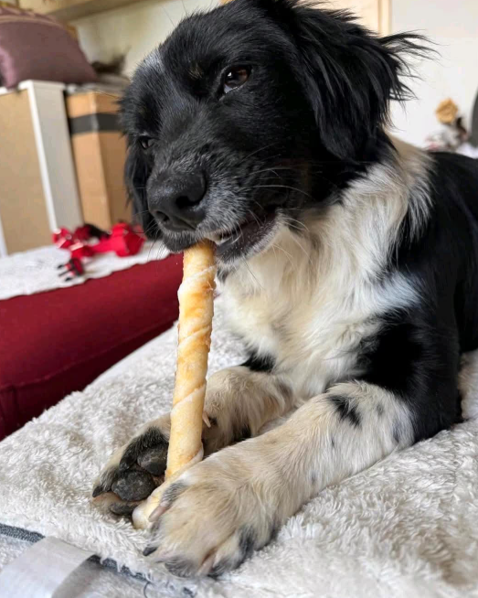 2025 05 16 11 38 15 rohdiamant pepito ❤️ sucht seine menschen! in thüringen pössneck mischlinge