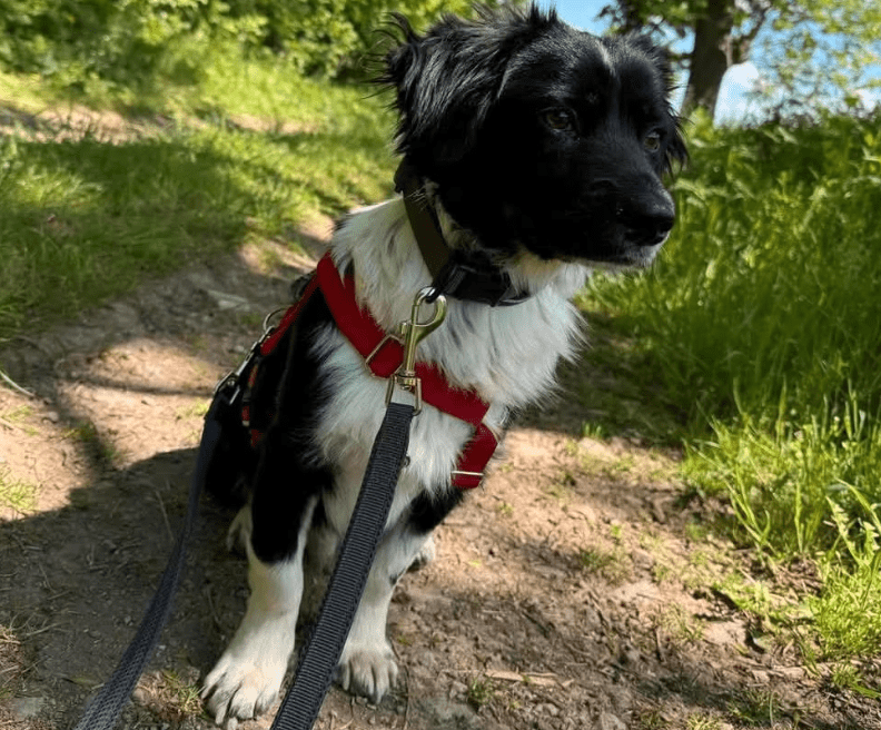 2025 05 16 11 38 19 rohdiamant pepito ❤️ sucht seine menschen! in thüringen pössneck mischlinge