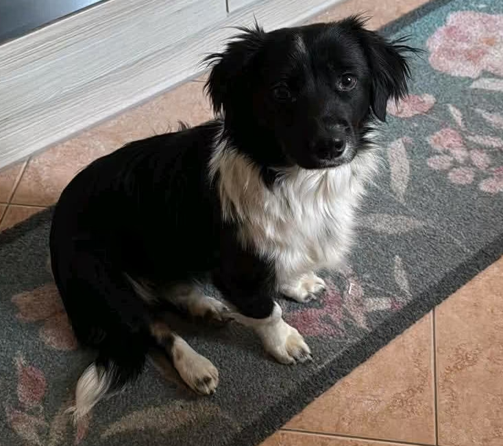 2025 05 16 11 38 24 rohdiamant pepito ❤️ sucht seine menschen! in thüringen pössneck mischlinge