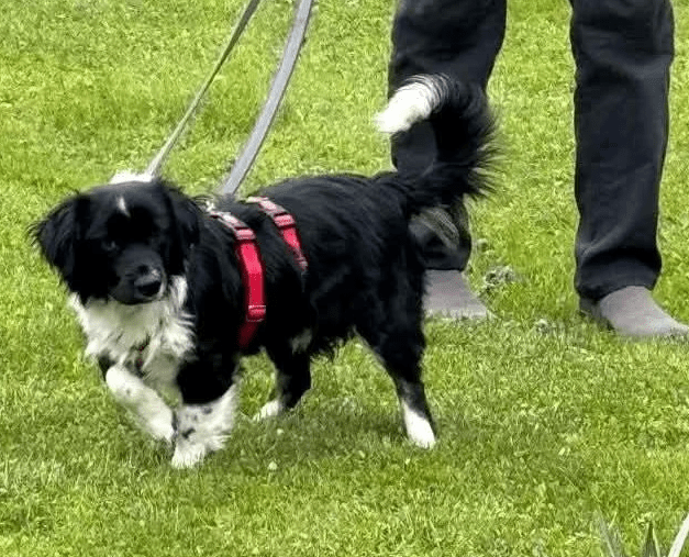 2025 05 16 11 38 29 rohdiamant pepito ❤️ sucht seine menschen! in thüringen pössneck mischlinge