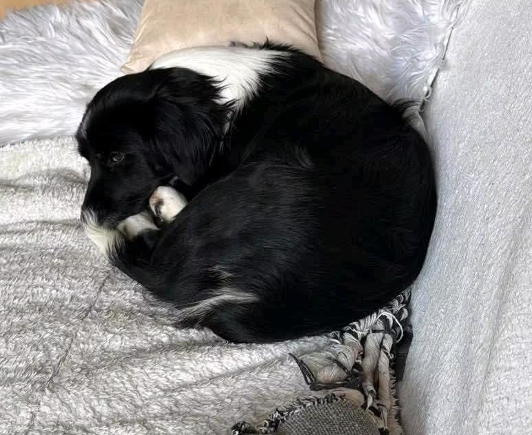 2025 05 16 11 38 32 rohdiamant pepito ❤️ sucht seine menschen! in thüringen pössneck mischlinge