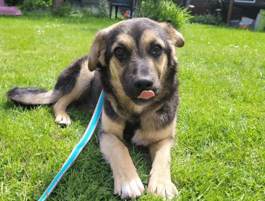 2025 05 19 10 18 28 herzenshund devina ❤️ kuschelalarm auf 4 pfoten in niedersachsen suthfeld mi