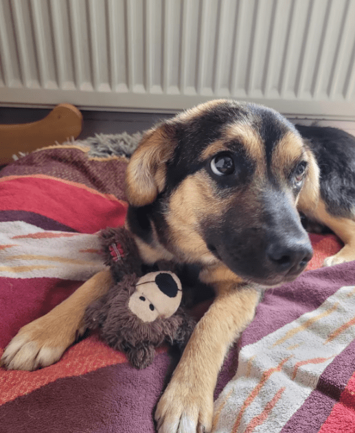 2025 05 19 10 18 35 herzenshund devina ❤️ kuschelalarm auf 4 pfoten in niedersachsen suthfeld mi