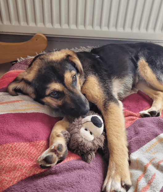 2025 05 19 10 18 40 herzenshund devina ❤️ kuschelalarm auf 4 pfoten in niedersachsen suthfeld mi