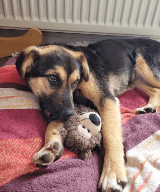 2025 05 19 10 18 45 herzenshund devina ❤️ kuschelalarm auf 4 pfoten in niedersachsen suthfeld mi