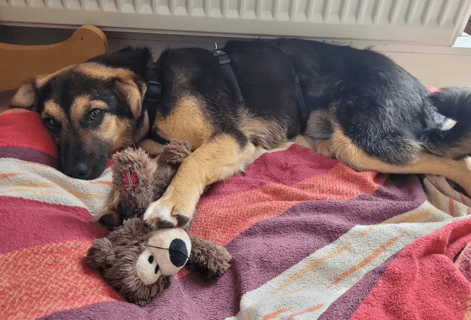 2025 05 19 10 18 51 herzenshund devina ❤️ kuschelalarm auf 4 pfoten in niedersachsen suthfeld mi