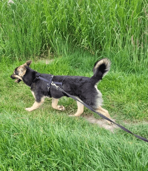 2025 05 19 10 18 58 herzenshund devina ❤️ kuschelalarm auf 4 pfoten in niedersachsen suthfeld mi