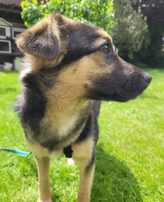 2025 05 19 10 19 03 herzenshund devina ❤️ kuschelalarm auf 4 pfoten in niedersachsen suthfeld mi
