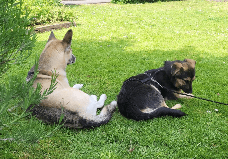 2025 05 19 10 19 09 herzenshund devina ❤️ kuschelalarm auf 4 pfoten in niedersachsen suthfeld mi