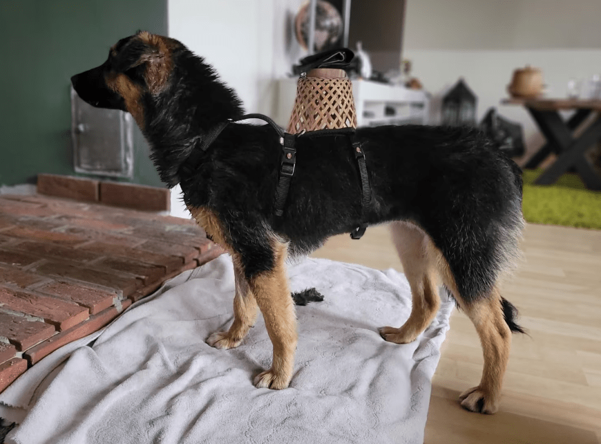2025 05 19 10 19 31 herzenshund devina ❤️ kuschelalarm auf 4 pfoten in niedersachsen suthfeld mi