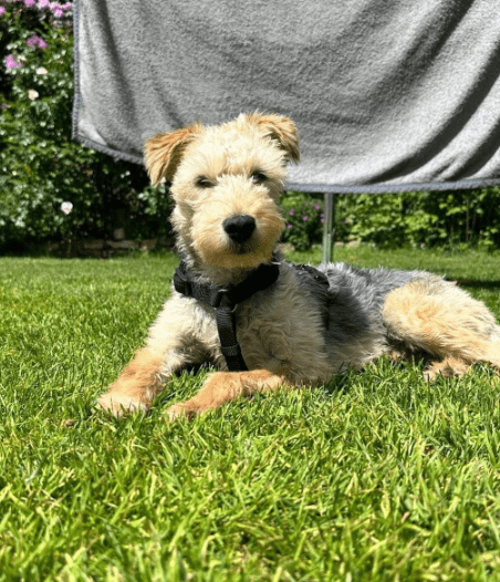 2025 05 26 09 45 19 fröhlicher olibert ♥️ möchte dich verzaubern in niedersachsen isernhagen mis