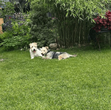 2025 05 26 09 45 43 fröhlicher olibert ♥️ möchte dich verzaubern in niedersachsen isernhagen mis
