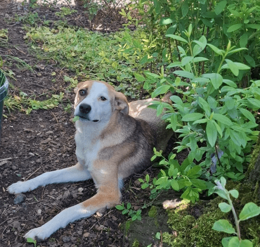 2025 06 02 08 22 07 benno ♥️ auf vier pfoten ins glück in bayern unterthingau mischlinge und mi