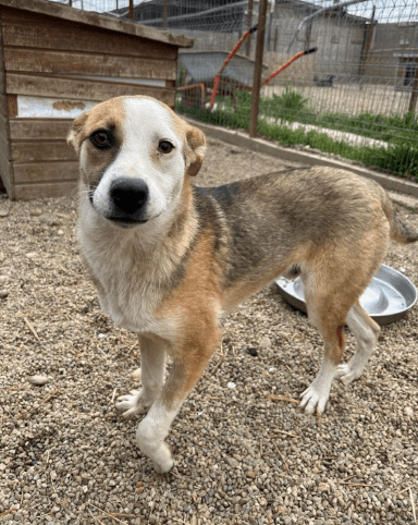 2025 06 02 08 22 18 benno ♥️ auf vier pfoten ins glück in bayern unterthingau mischlinge und mi