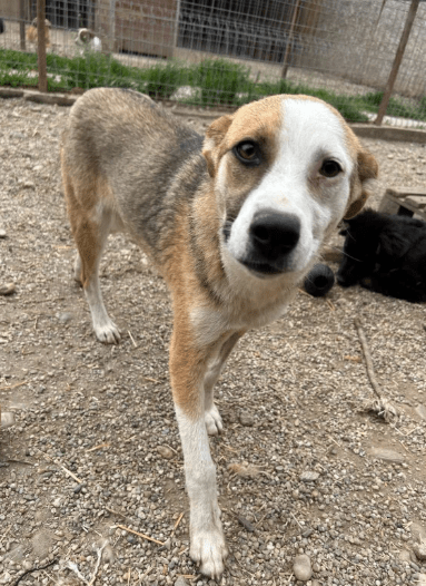 2025 06 02 08 22 23 benno ♥️ auf vier pfoten ins glück in bayern unterthingau mischlinge und mi