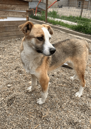 2025 06 02 08 22 28 benno ♥️ auf vier pfoten ins glück in bayern unterthingau mischlinge und mi