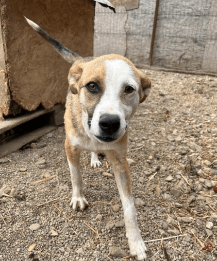 2025 06 02 08 22 32 benno ♥️ auf vier pfoten ins glück in bayern unterthingau mischlinge und mi
